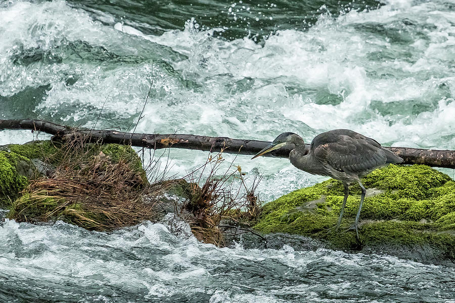 Great Blue Heron on the McKenzie, No. 3 Photograph by Belinda Greb