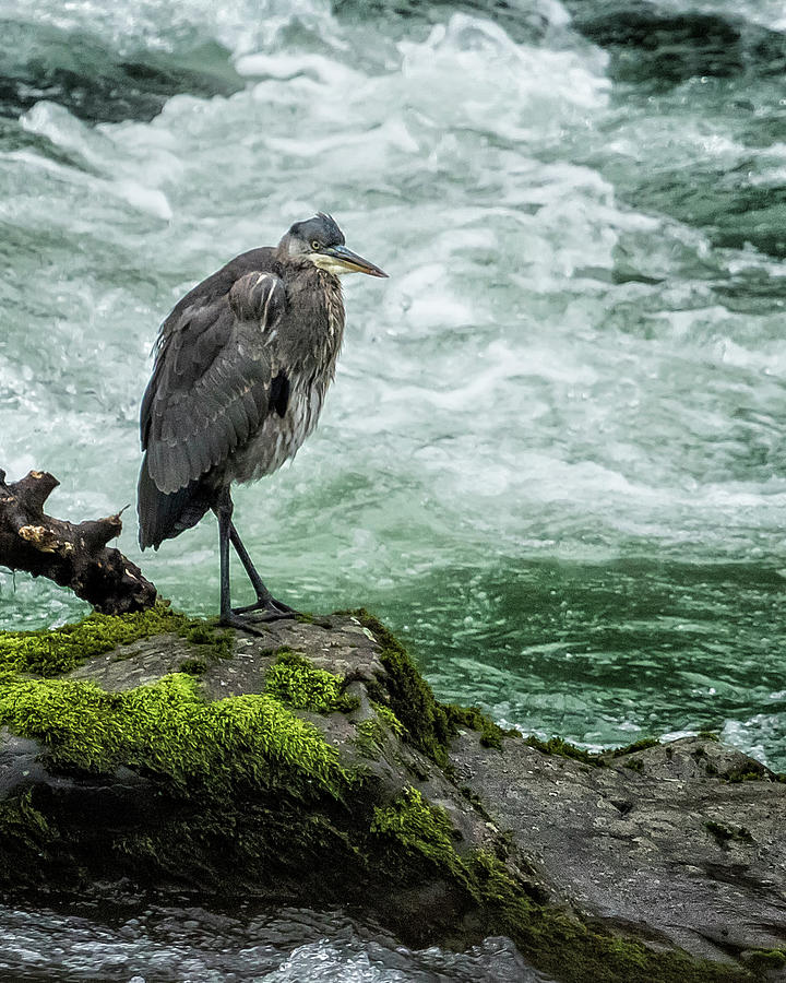 Great Blue Heron on the McKenzie vertical Photograph by Belinda Greb