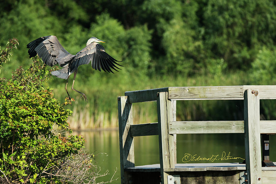 Great Blue Heron On The Railing Photograph by Ed Peterson
