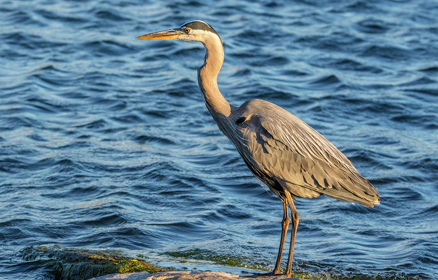 Great Blue Heron on the Rock Photograph by Marc Crumpler