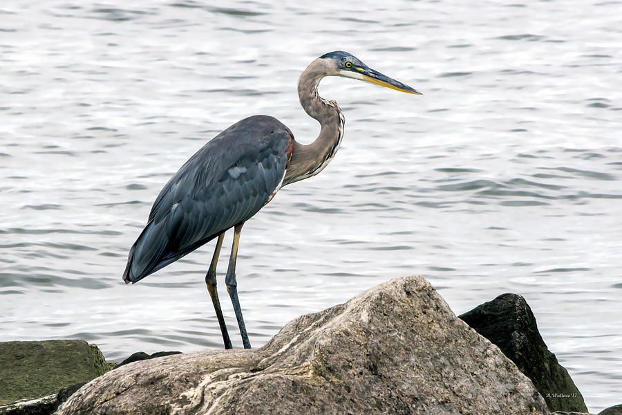 Great Blue Heron On The Rocks - No Textures Photograph by Brian Wallace