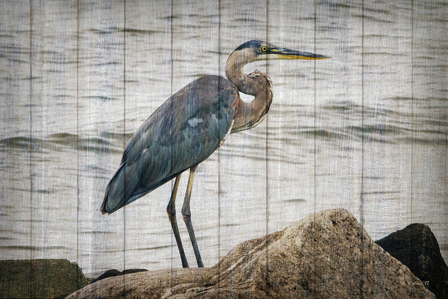 Great Blue Heron On The Rocks - Wood Texture Photograph by Brian Wallace