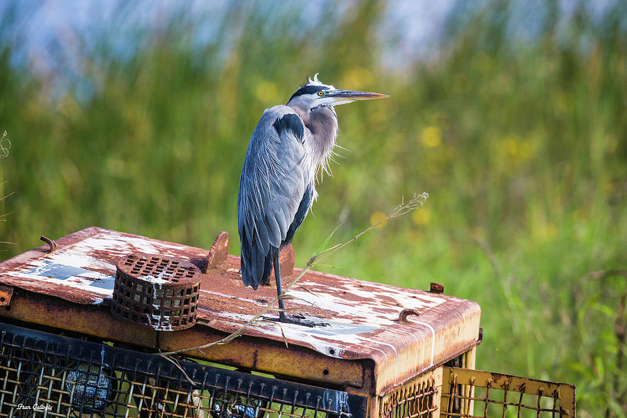 Great Blue Heron on Tractor Photograph by Fran Gallogly