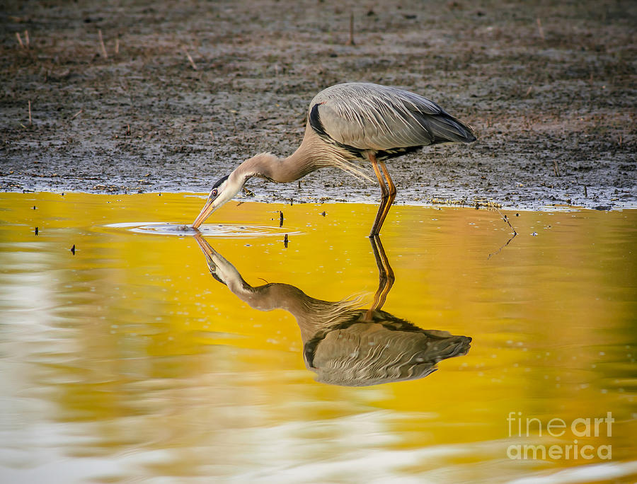 Great Blue Heron On Yellow Photograph by Robert Frederick