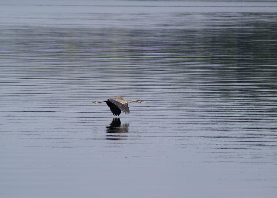 Crane Photograph - Great Blue Heron Over Lake Guntersville by Kathy Clark