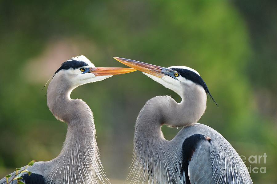 Great Blue Heron Pair Photograph by Julie Adair