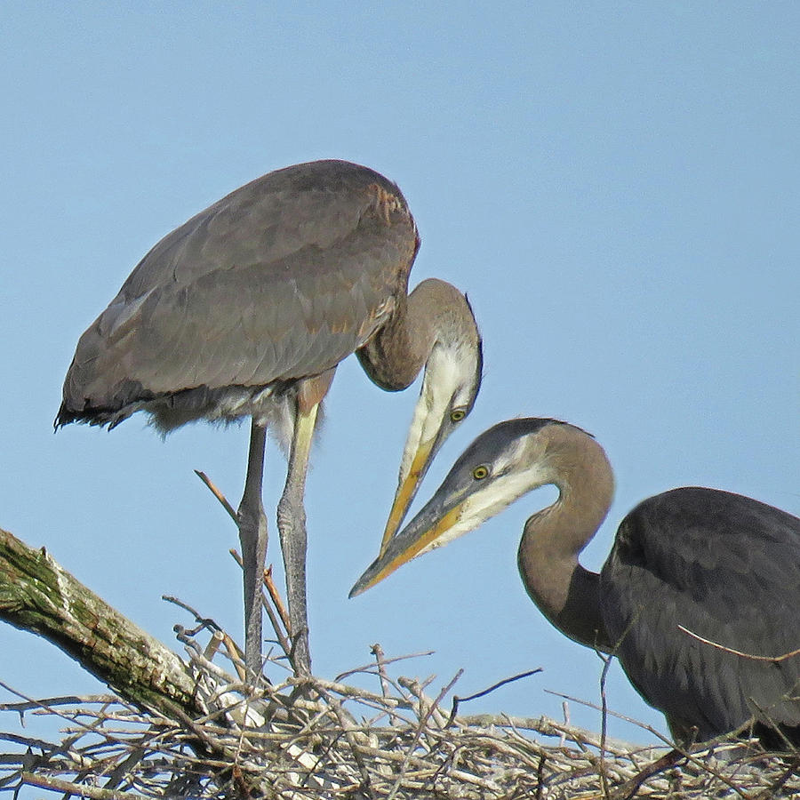 Great Blue Heron Pair Photograph by Pat Miller