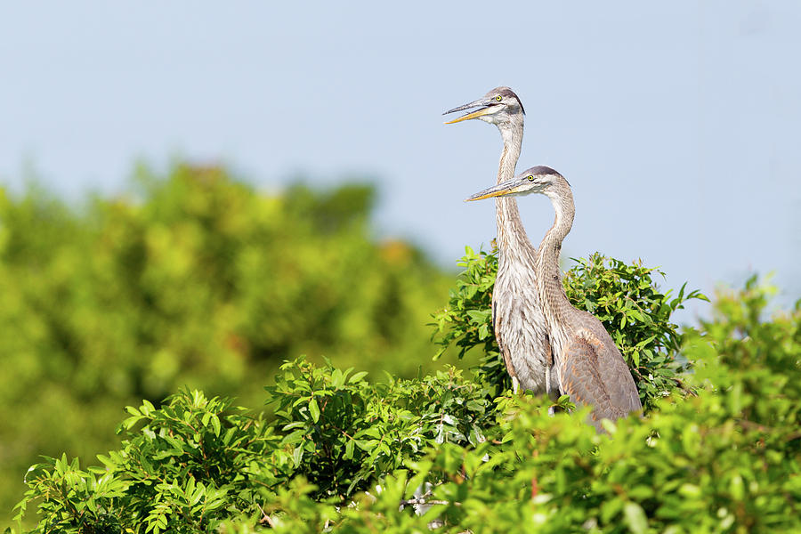 Great Blue Heron Pair Photograph by Todd Ryburn