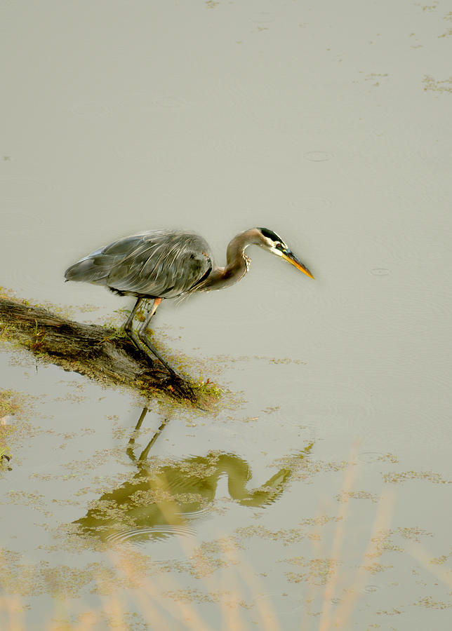 Great Blue Heron Photograph by Pamela Patch