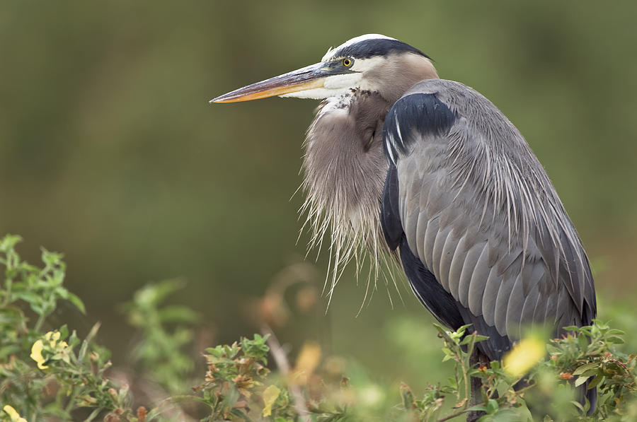 Great Blue Heron Photograph by Patrick Lynch - Fine Art America