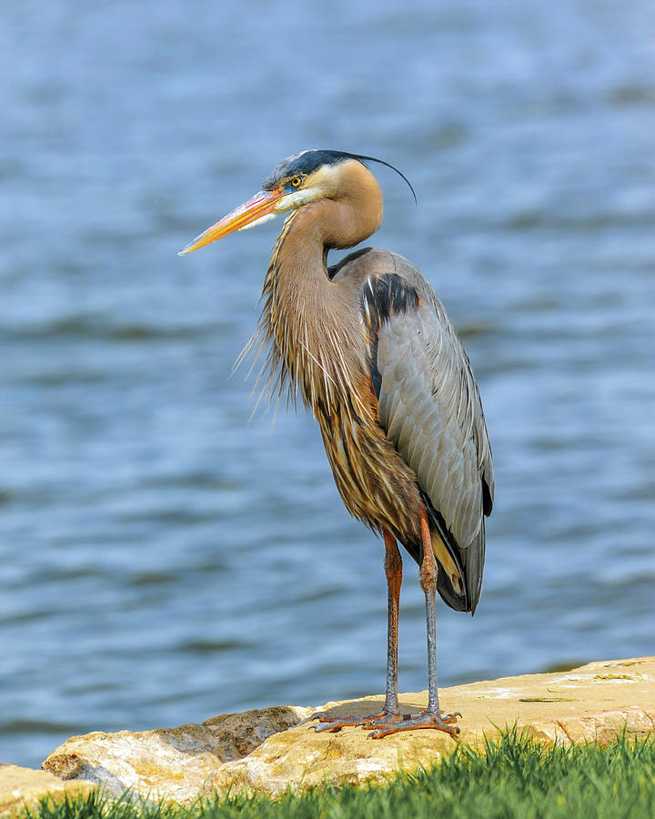 Great Blue Heron Photograph by Patrick Wolf