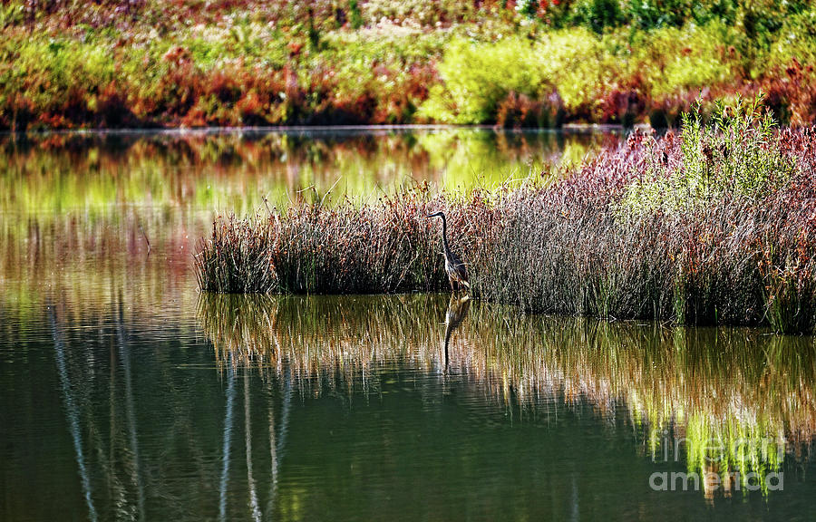 Great Blue Heron Photograph by Paul Mashburn