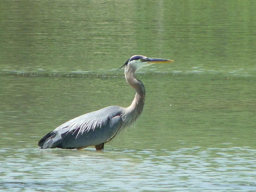Great Blue Heron Photograph by Peggy King