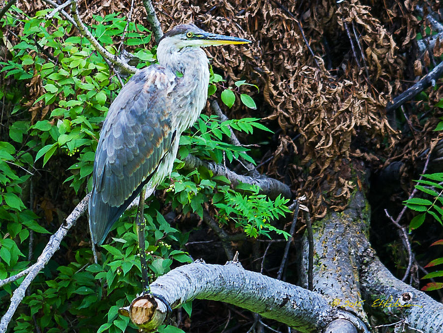 Great Blue Heron Perch Photograph by Ed Peterson