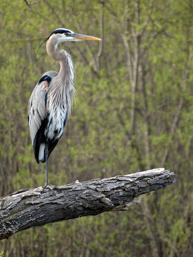 Great Blue Heron Perched Photograph by David T Wilkinson