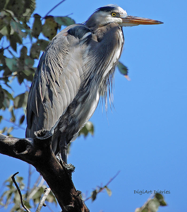 Great Blue Heron Perched Digital Art by DigiArt Diaries by Vicky B Fuller
