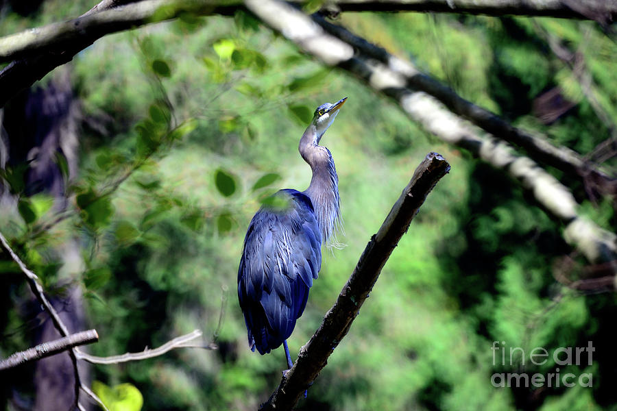 Bird Photograph - Great Blue Heron Perched Up High by Terry Elniski