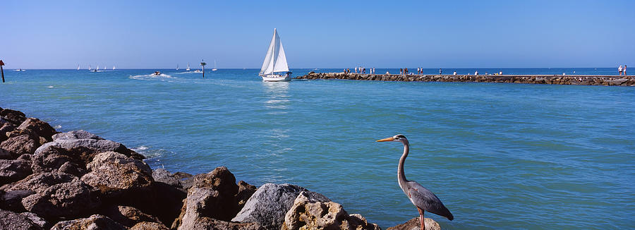 Transportation Photograph - Great Blue Heron Perching On A Rocks by Panoramic Images