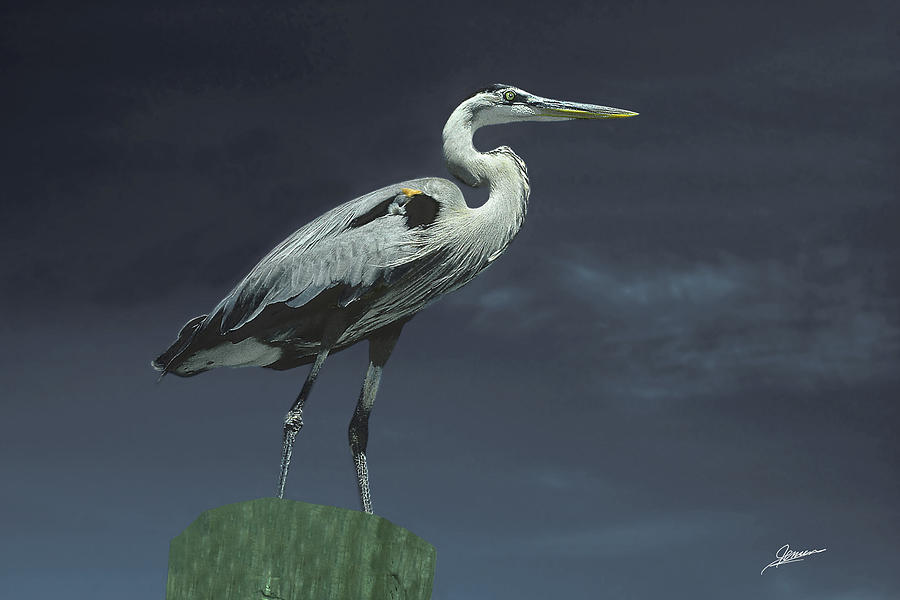 Great Blue Heron Photograph by Phil Jensen