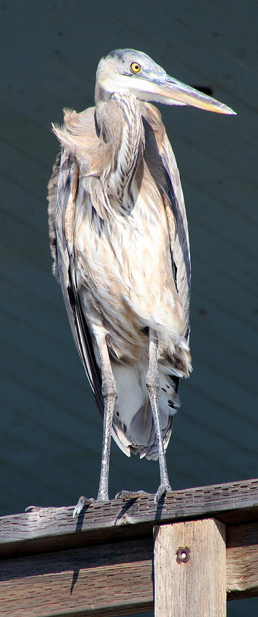 Great Blue Heron Photograph Photograph by Kimberly Walker