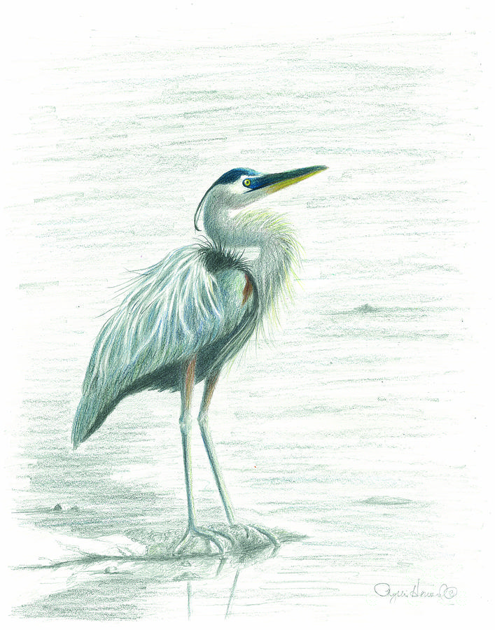 Great Blue Heron Drawing By Phyllis Howard Pixels