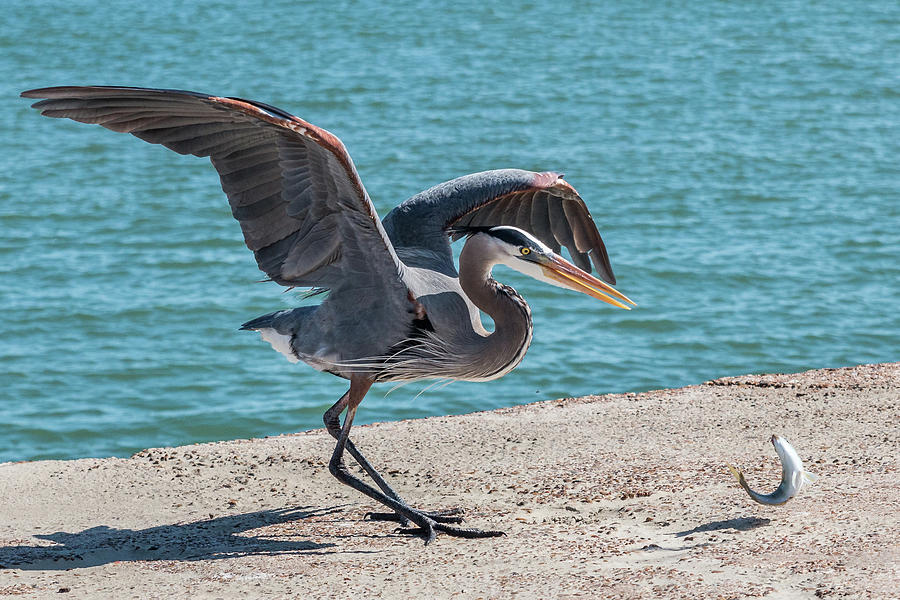 Great Blue Heron Plays with Fish #2 Photograph by Patti Deters