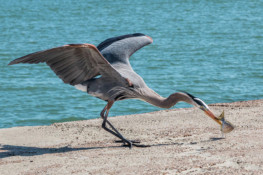 Great Blue Heron Plays with Fish #4 Photograph by Patti Deters