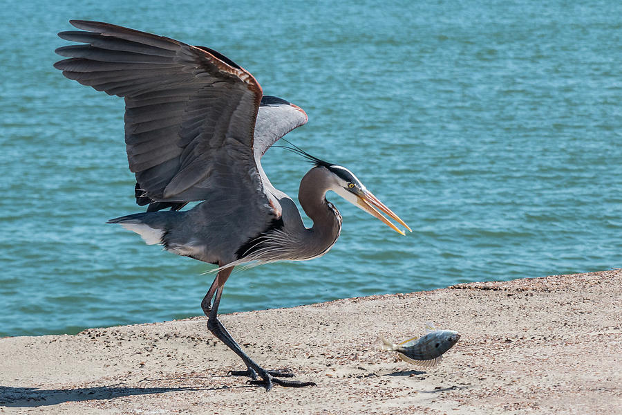 Great Blue Heron Plays with Fish #5 Photograph by Patti Deters