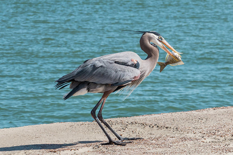 Fish Photograph - Great Blue Heron Plays with Fish #6 by Patti Deters