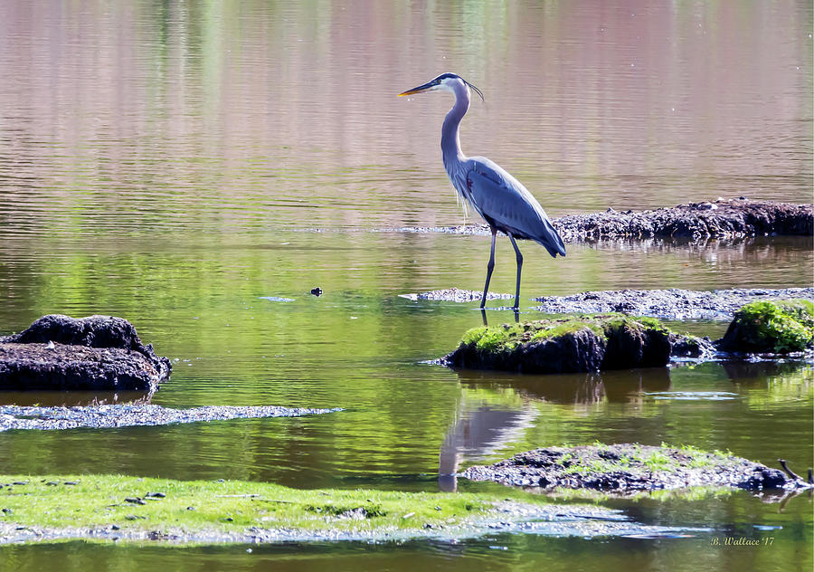 Great Blue Heron - Pond Fishing Photograph by Brian Wallace