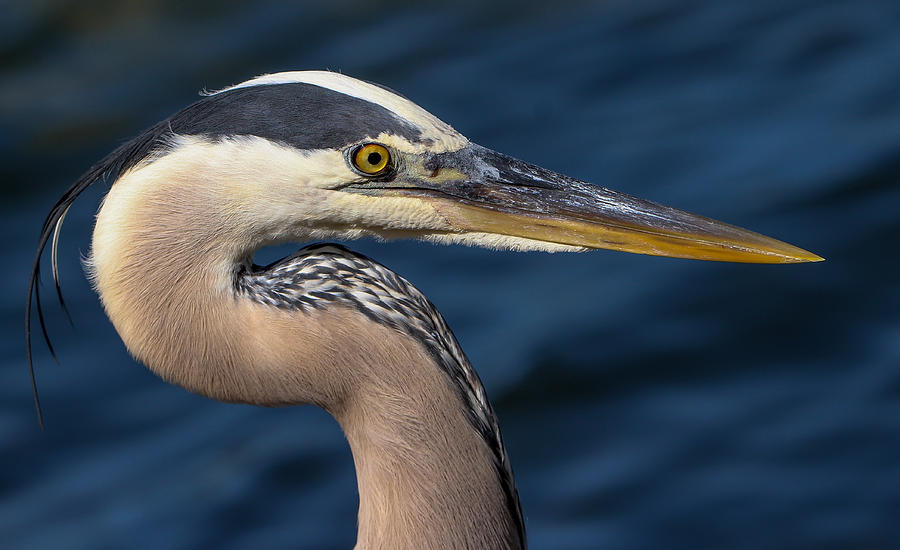 Great Blue Heron Portrait Photograph by Matt King - Fine Art America