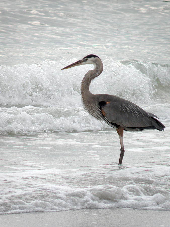 Great Blue Heron Portrait  Photograph by Rose  Hill