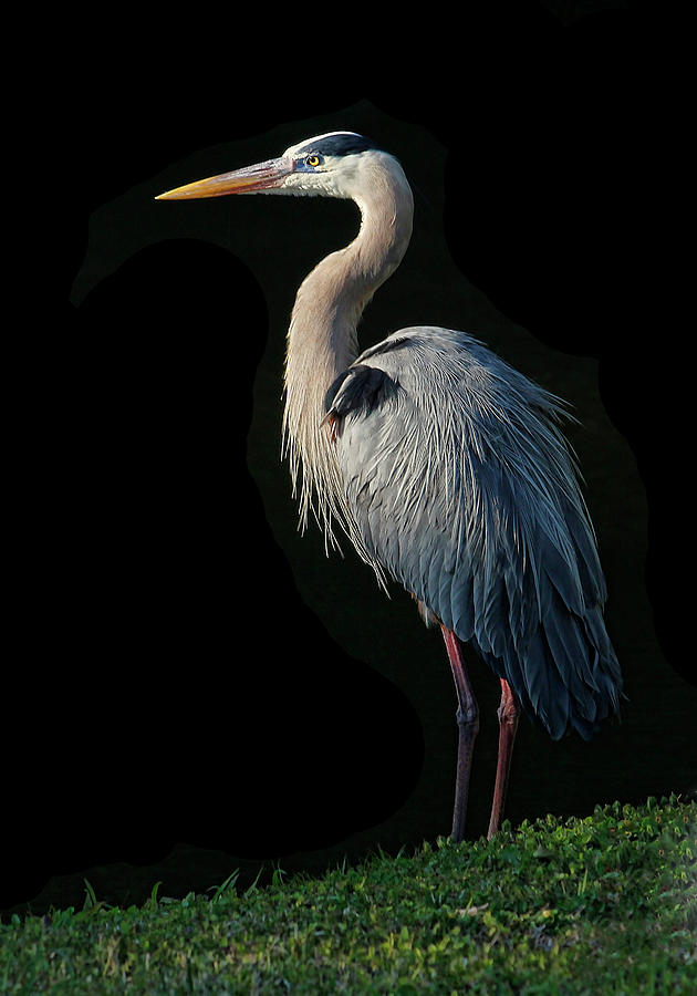 Great Blue Heron Pose Photograph by HH Photography of Florida