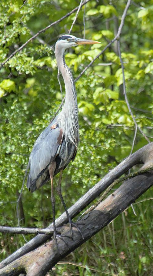 Great Blue Heron Pose Photograph by Michael Hall