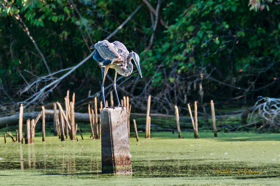 Great Blue Heron Posed Photograph by Ed Peterson