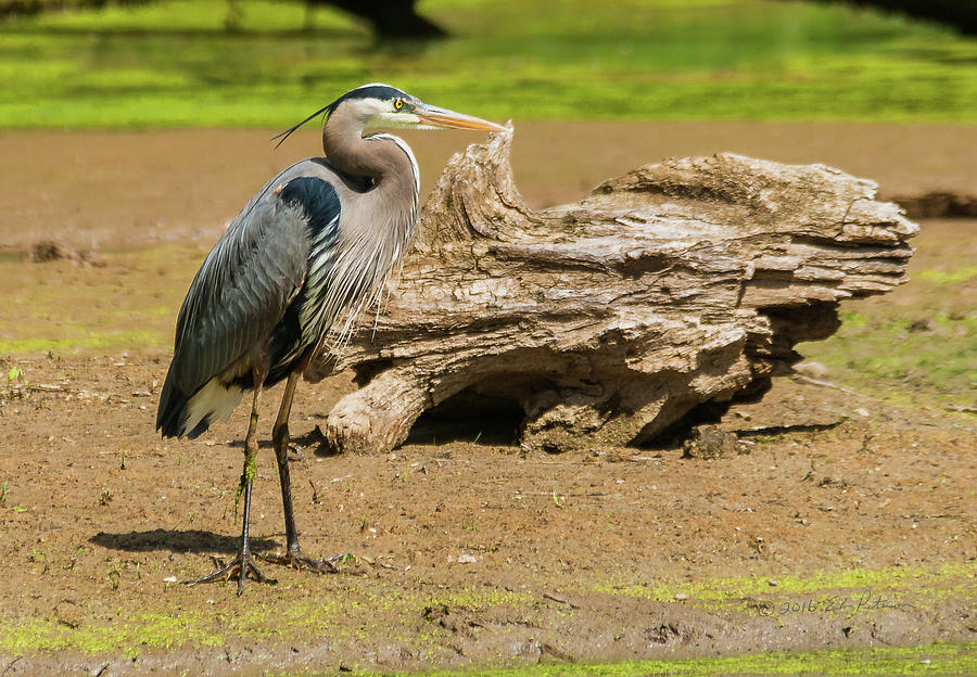 Great Blue Heron Posing  Photograph by Ed Peterson
