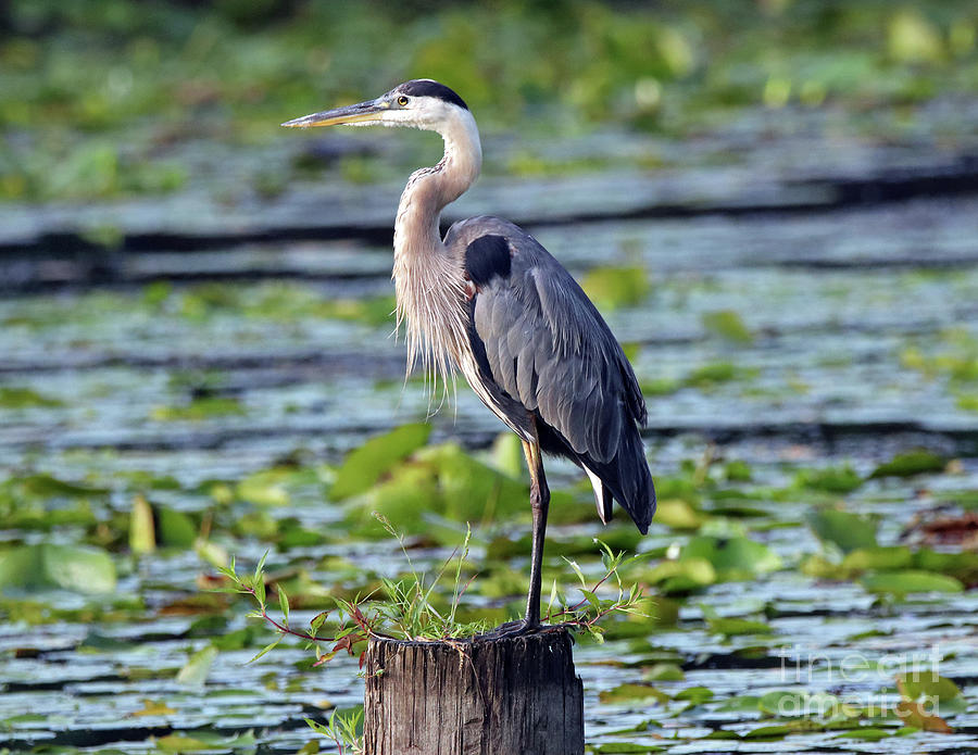 Great Blue Heron Posting Up Photograph by Steve Gass - Fine Art America