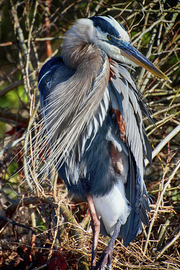 Wildlife Photograph - Great Blue Heron Preening by Don Columbus