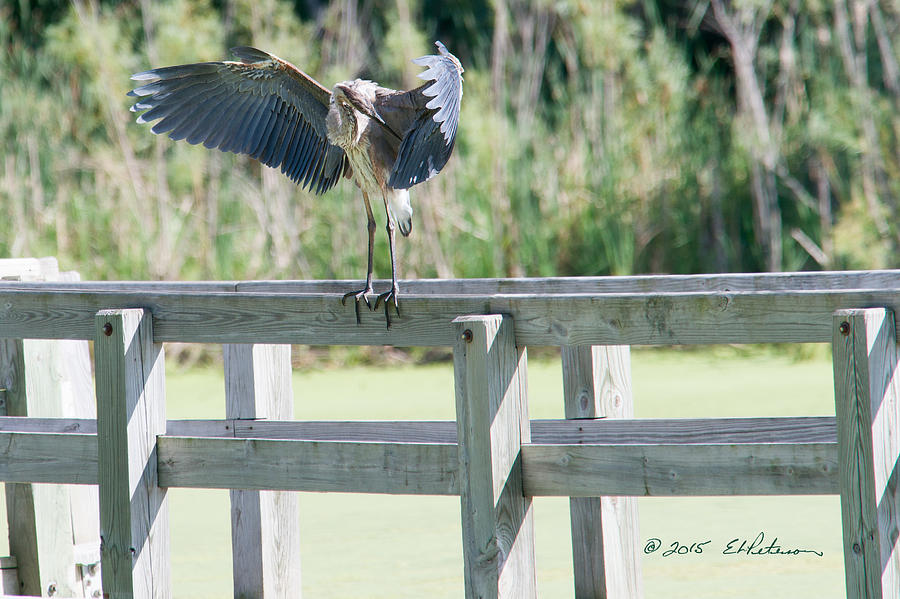 Great Blue Heron Preening Photograph by Ed Peterson
