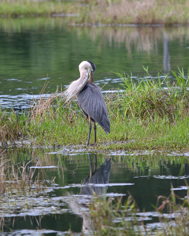 Great Blue Heron Preening in the Wind Photograph by RD Erickson | Fine ...