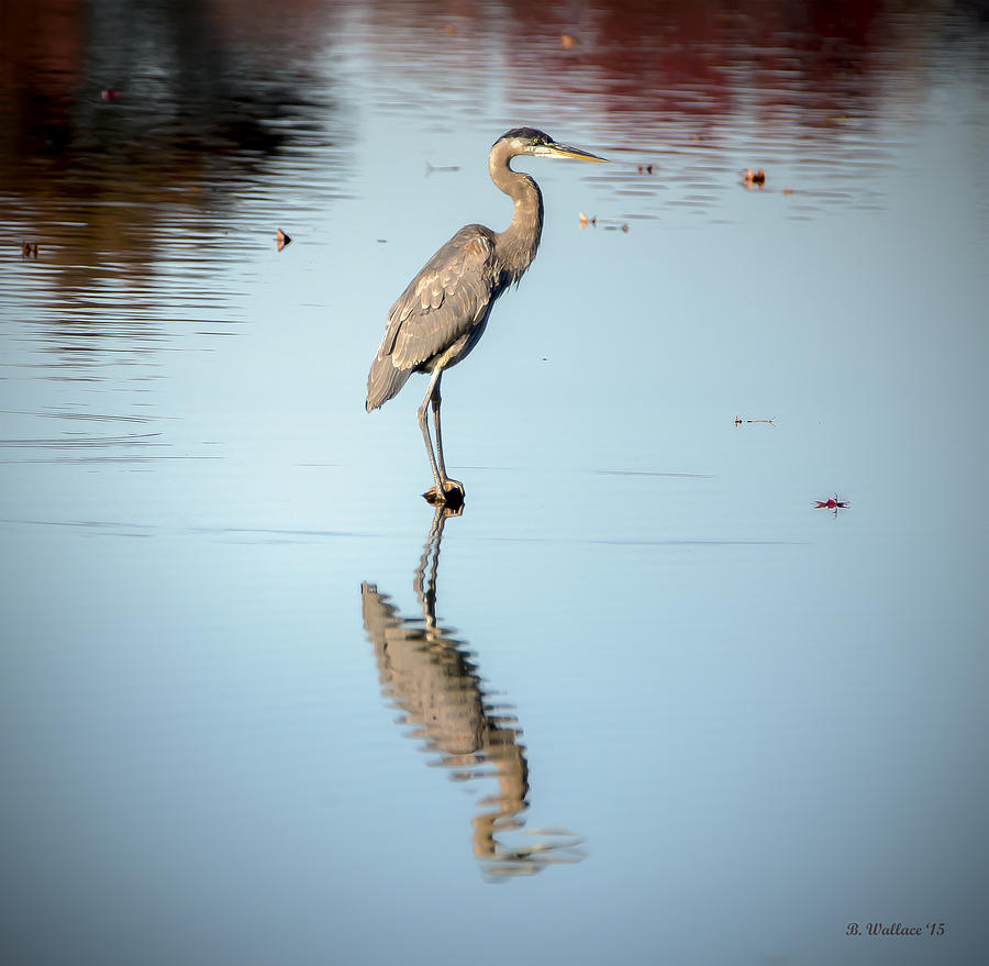 Wildlife Photograph - Great Blue Heron Profile by Brian Wallace