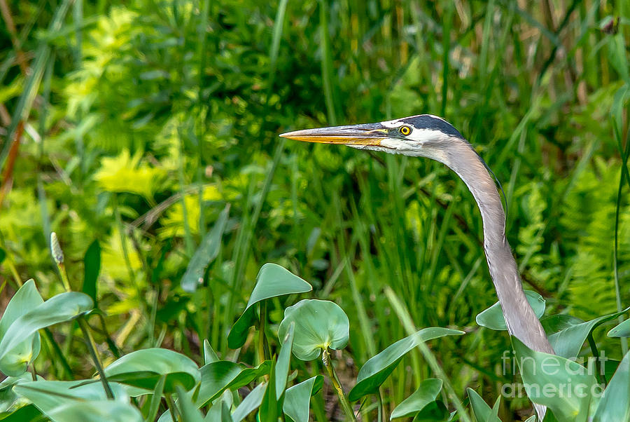 Great Blue Heron Profile Photograph by Cheryl Baxter