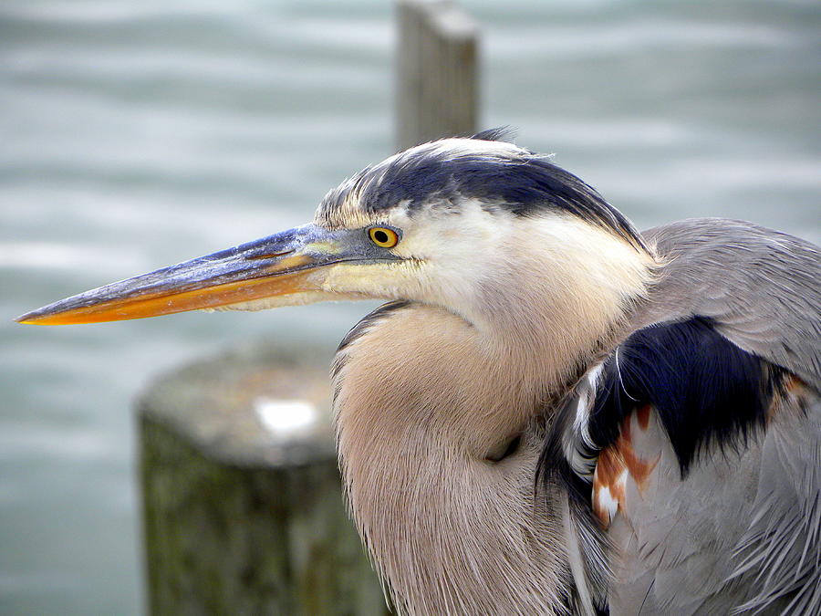 Great Blue Heron Profile Close Up Photograph by Terri Mills