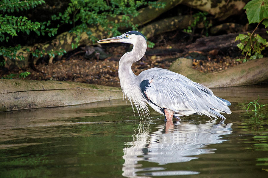 Great Blue Heron Profile Photograph by Don Johnson