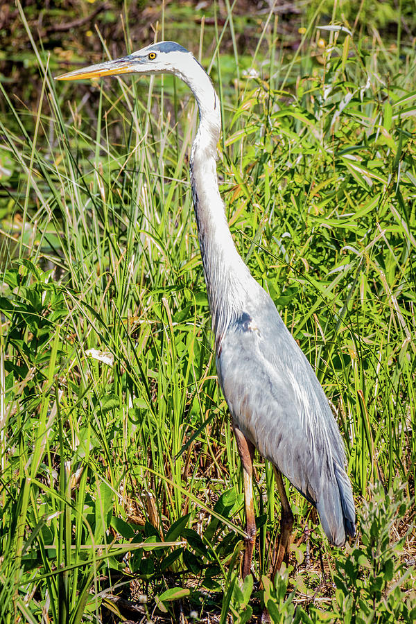 Great Blue Heron Profile Photograph by Gregory Gendusa - Pixels