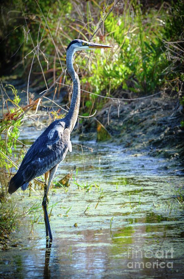 Great Blue Heron Profile Photograph by Lisa Kilby - Fine Art America