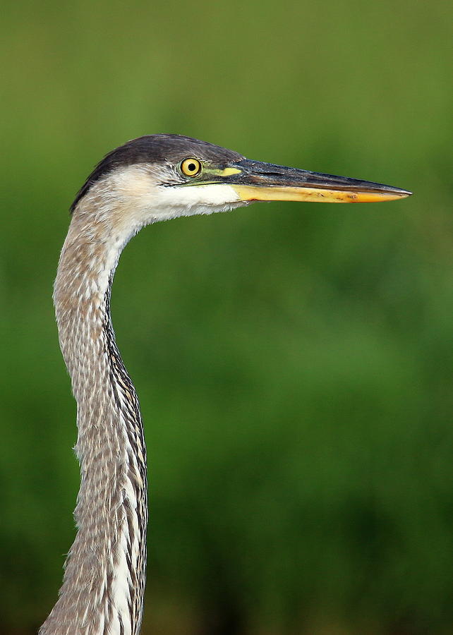 Great Blue Heron Profile Photograph by Matt Blankenship