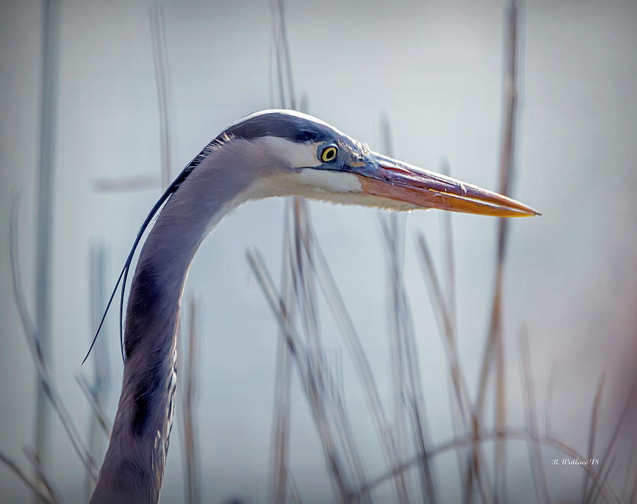 Great Blue Heron Profile Portrait Photograph by Brian Wallace