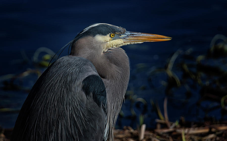 Great Blue Heron Photograph by Randy Hall
