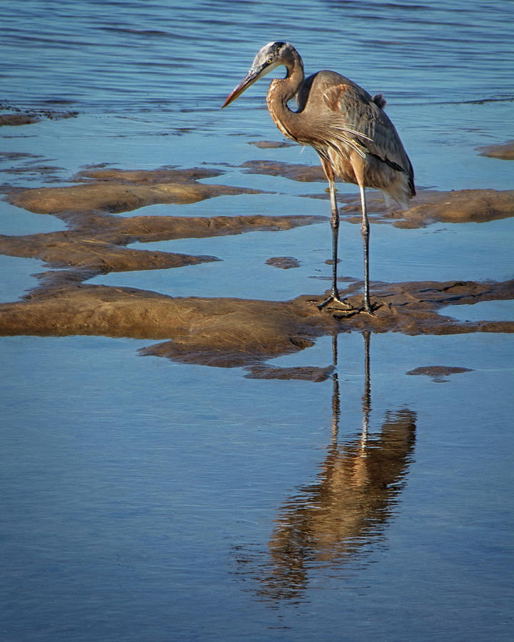 Great Blue Heron Reflected at Low Tide Photograph by Mitch Spence